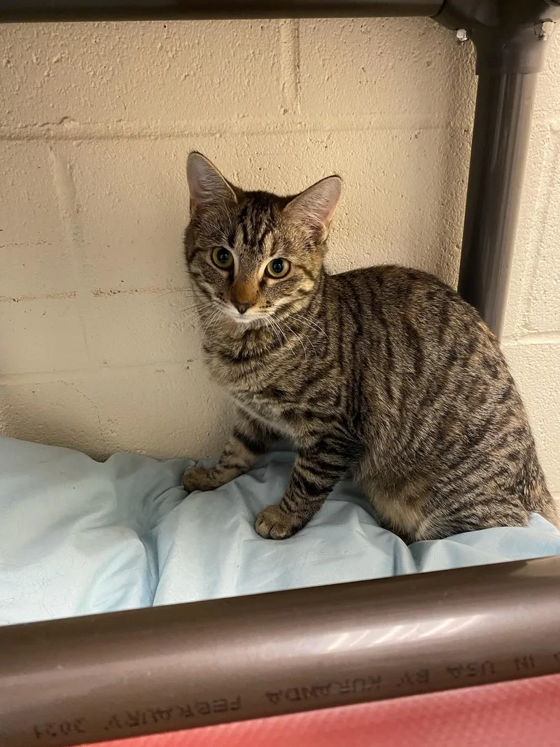 Simba & Nala thumbnail 2