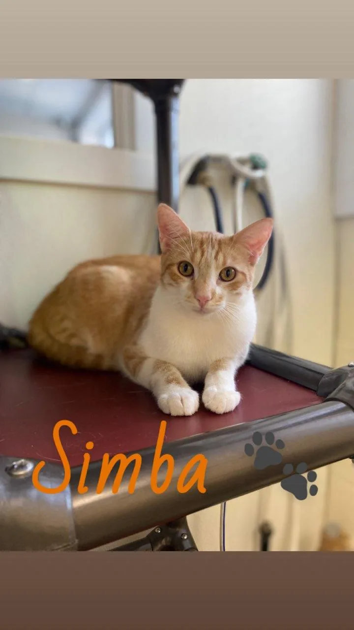 Simba & Nala thumbnail 3