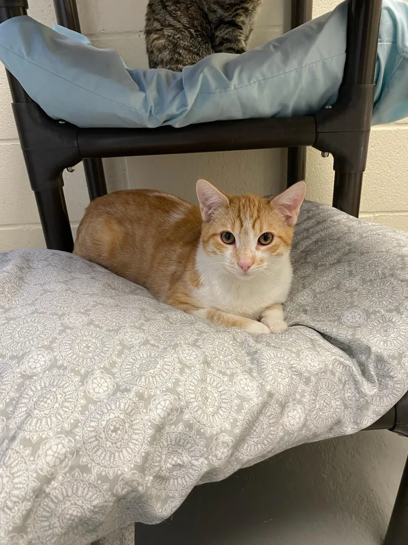 Simba & Nala thumbnail 4