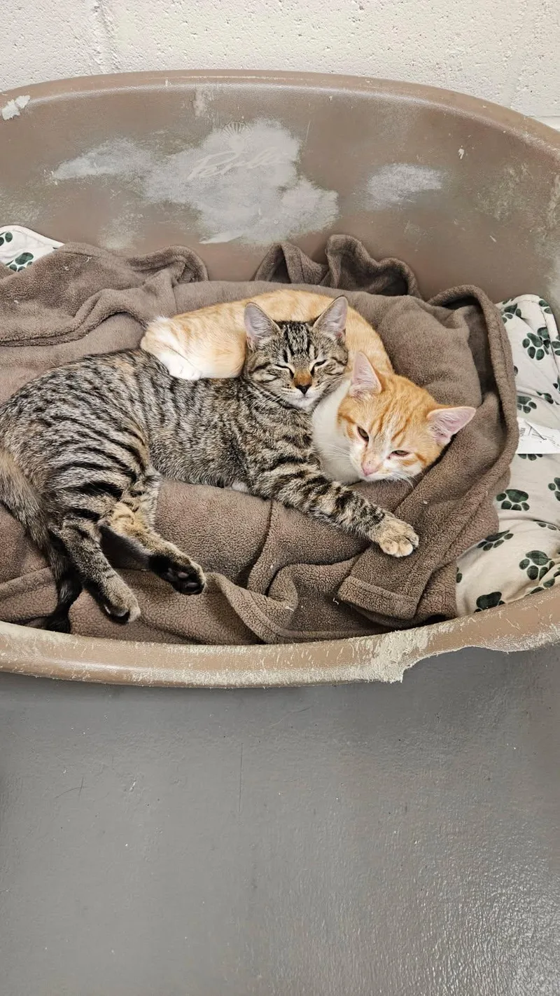 Simba & Nala thumbnail 5