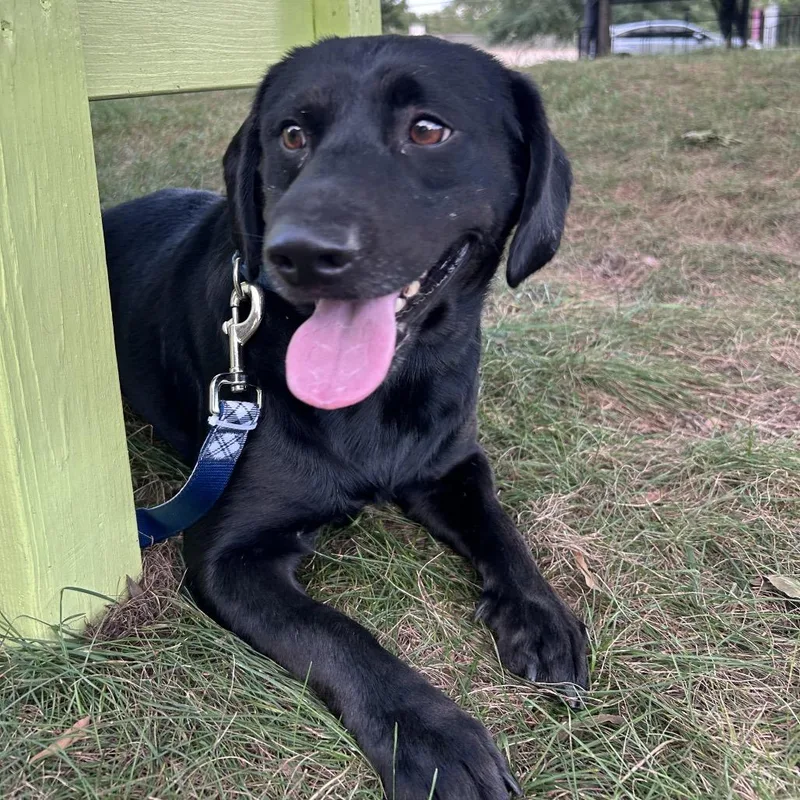 An adult medium-sized male Black Mixed Breed dog named Plea for adoption in Fredericksburg, VA