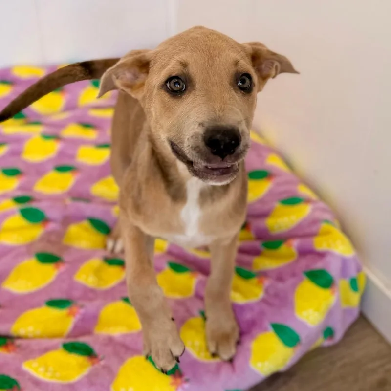 A baby large-sized female Mixed Breed dog named Brook for adoption in Green Bay, WI