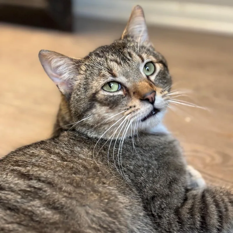 An adult medium-sized male Tabby (Brown / Chocolate) Domestic Short Hair cat named Thomas the Tank for adoption in Milwaukee, WI