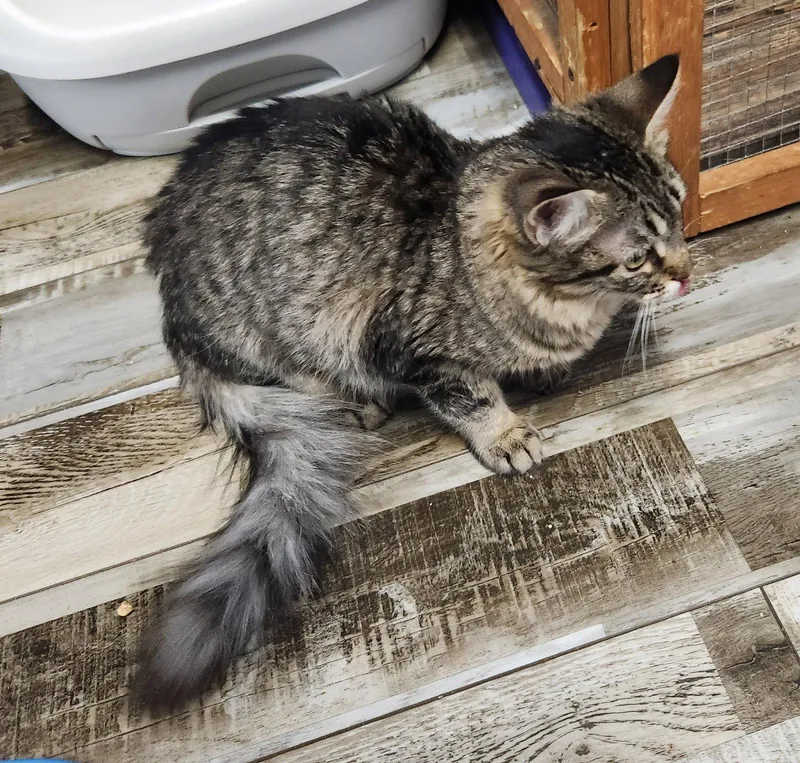 A young medium-sized female Domestic Medium Hair cat named Trinity for adoption in Crossville, TN