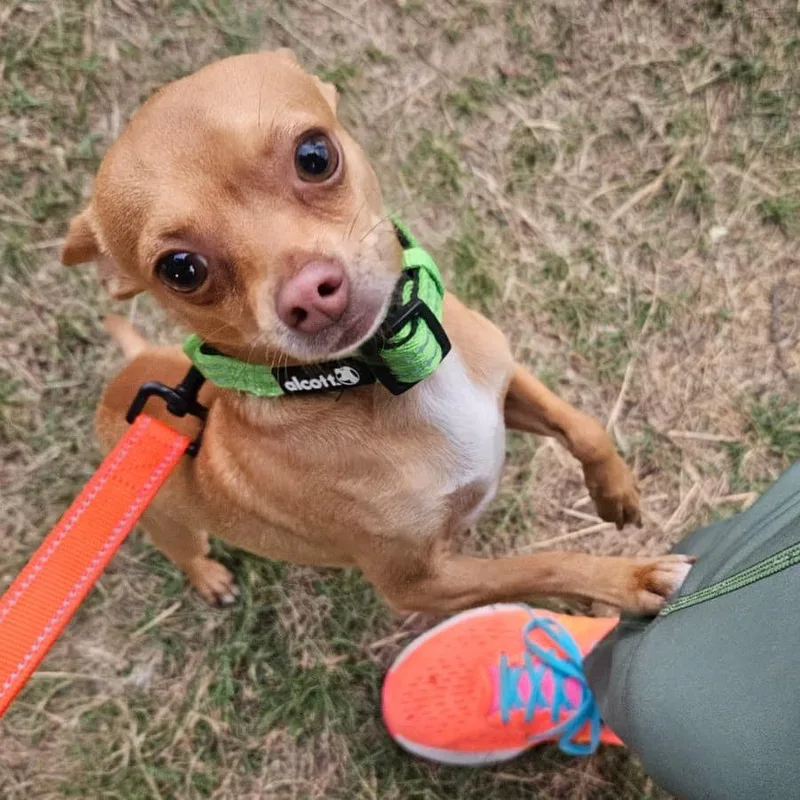 An adult small-sized male Brown / Chocolate Mixed Breed dog named Guacamole for adoption in Fredericksburg, VA