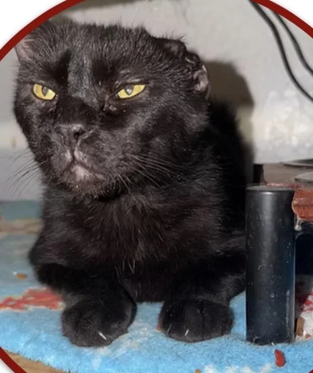 A senior medium-sized male Black American Shorthair cat named Bear for adoption in Las Cruces, NM
