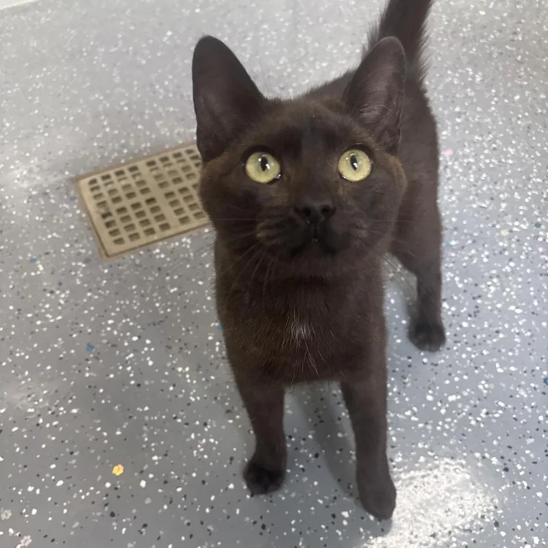 An adult medium-sized male Brown / Chocolate Domestic Short Hair cat named Rafael for adoption in Marshalltown, IA
