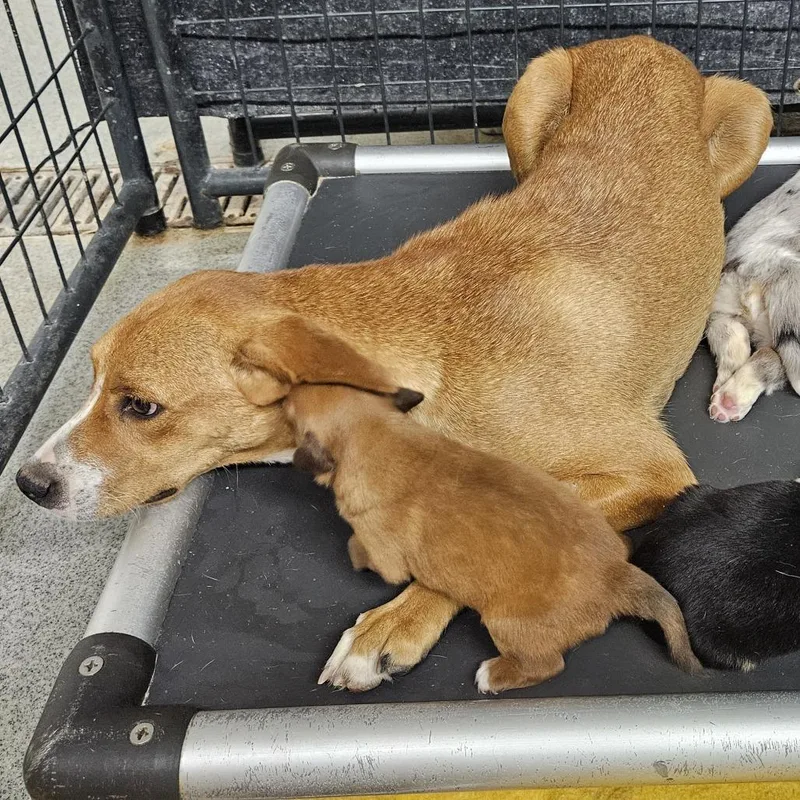 A young medium-sized female Yellow / Tan / Blond / Fawn Mixed Breed dog named Carmel for adoption in Kingman, KS