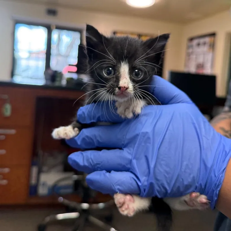 A baby small-sized female Black Domestic Short Hair cat named Piper for adoption in Pasadena, CA