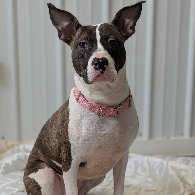 An adult medium-sized female Brown / Chocolate Mixed Breed dog named Angel for adoption in Alma, MI