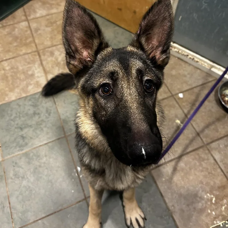 A young medium-sized male Black Mixed Breed dog named Jett for adoption in Chattanooga, TN