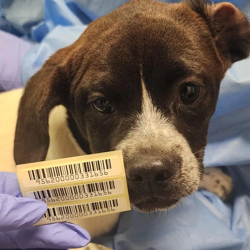 A young small-sized female Black Mixed Breed dog named Prawn Cocktail for adoption in Charleston, WV
