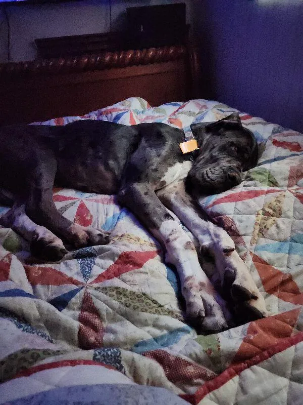 Remington thumbnail 3