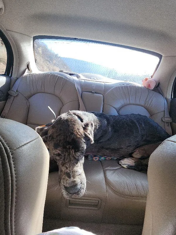 Remington thumbnail 4