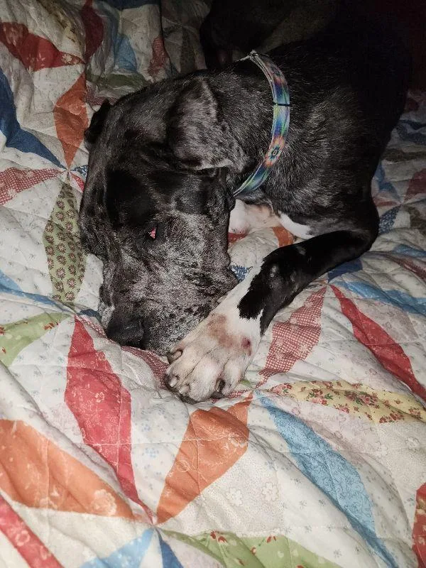 Remington thumbnail 5