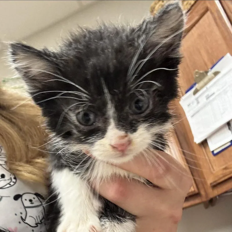 A baby small-sized male Black Domestic Short Hair cat named Arnez  U for adoption in Tupelo, MS