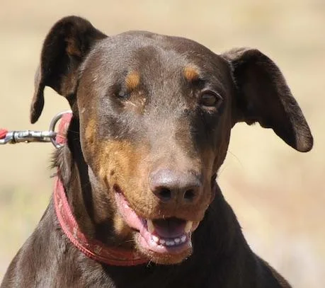 An adult large-sized female Brown / Chocolate Doberman Pinscher dog named Prima for adoption in Tehachapi, CA