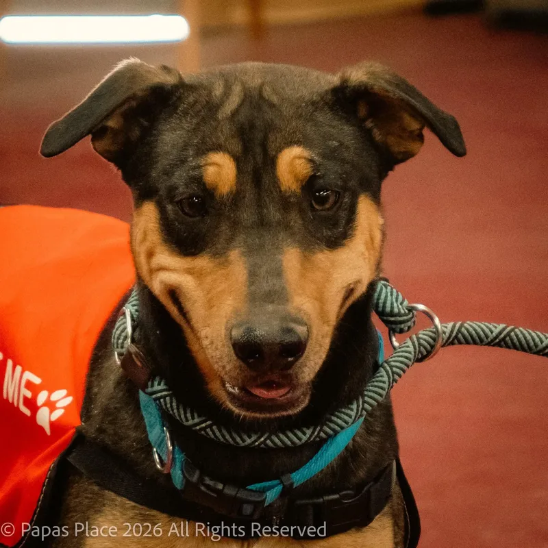 An adult medium-sized male Bicolor Miniature Pinscher dog named Marlo for adoption in Mexico, MO