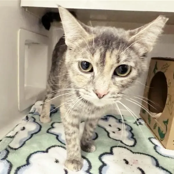 A young medium-sized female Calico Domestic Medium Hair cat named Jess for adoption in Saint Louis, MO