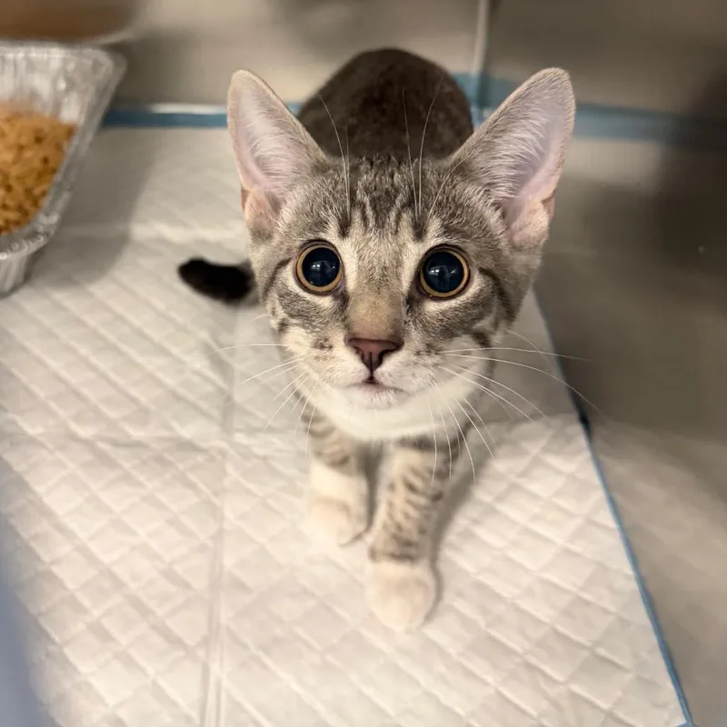 A baby small-sized female Gray / Blue / Silver Domestic Short Hair cat named Token for adoption in Greensboro, NC