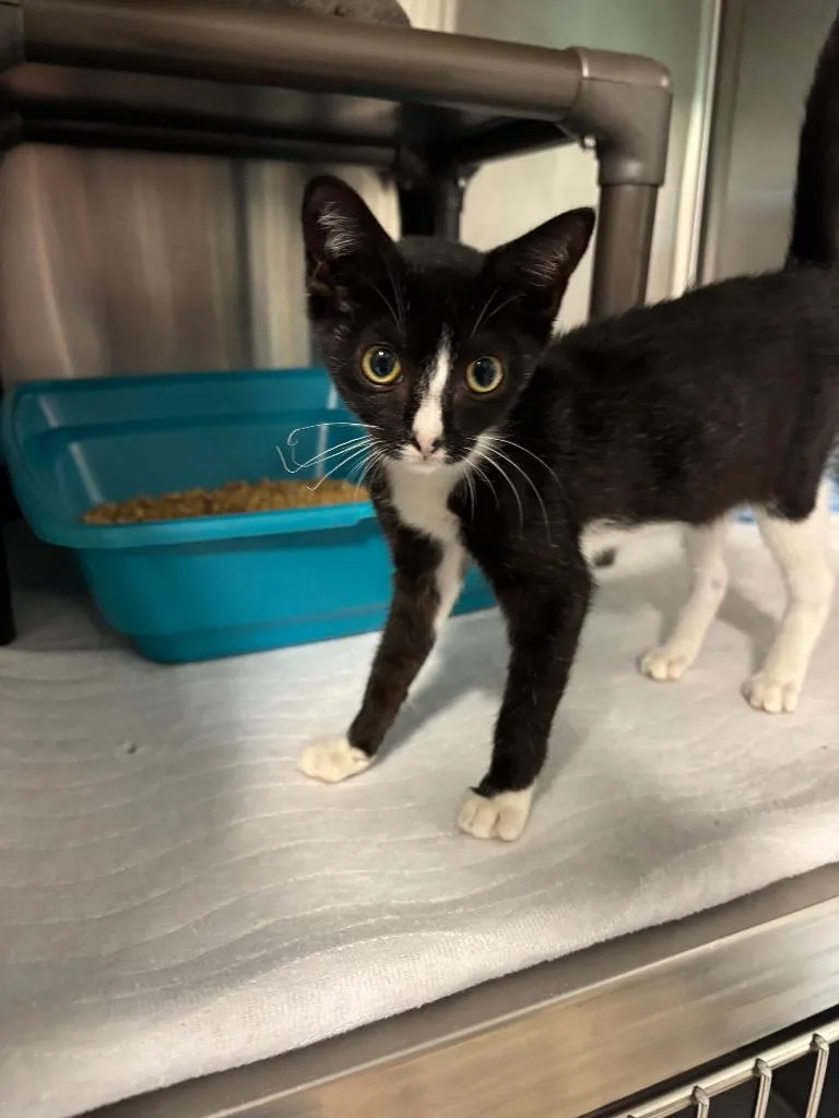A baby large-sized female Domestic Short Hair cat named Sundae for adoption in Metter, GA