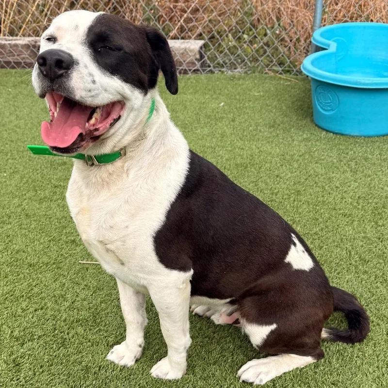 An adult large-sized male Border Collie dog named Pinto for adoption in Idaho Falls, ID