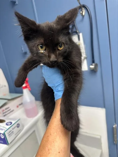 A baby small-sized male Domestic Short Hair cat named Tommy for adoption in Santa Cruz, CA