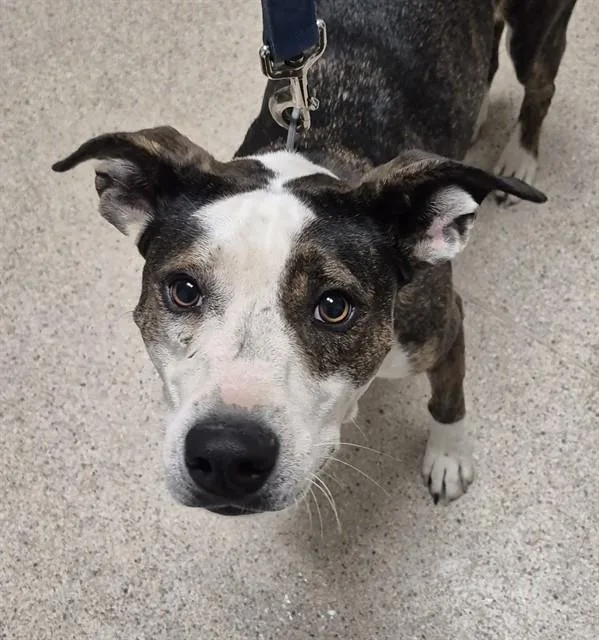 A young small-sized female Staffordshire Bull Terrier dog named Sadie for adoption in Bakersfield, CA