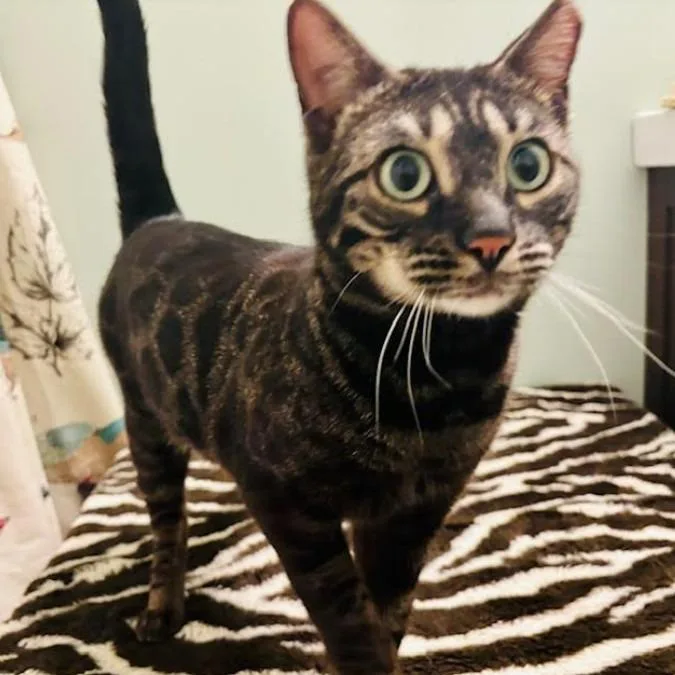 Bridgett thumbnail 2