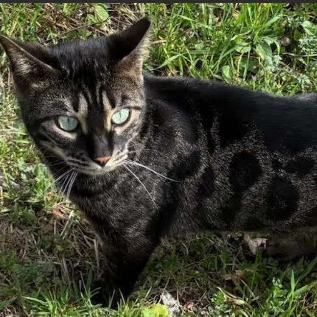 Bridgett thumbnail 3