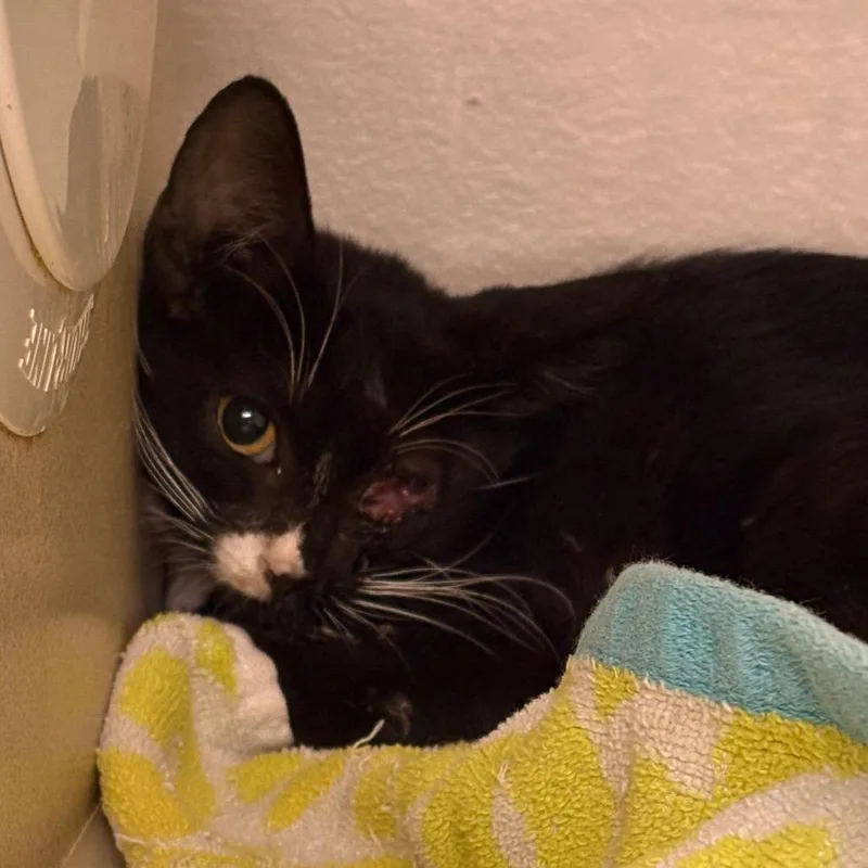 A baby small-sized female Black Domestic Short Hair cat named Luci for adoption in Yuma, AZ