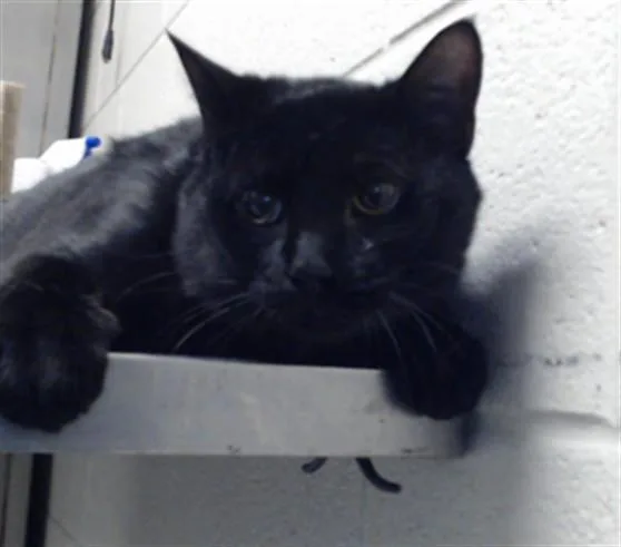 A young medium-sized male Domestic Long Hair cat named Icaris for adoption in Fayetteville, NC