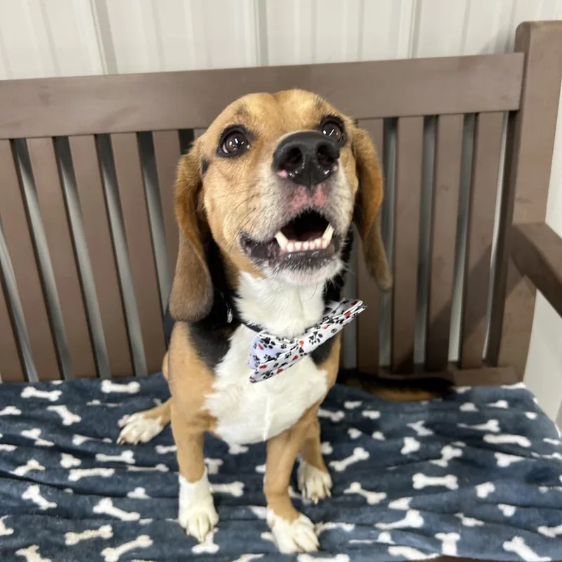 An adult medium-sized male Brown / Chocolate Beagle dog named Remmy for adoption in Moravia, NY