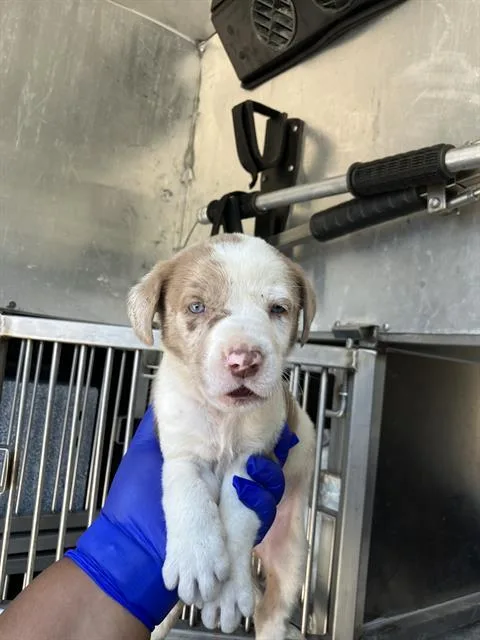 A baby large-sized male Mixed Breed dog named Marlo for adoption in Dallas, TX