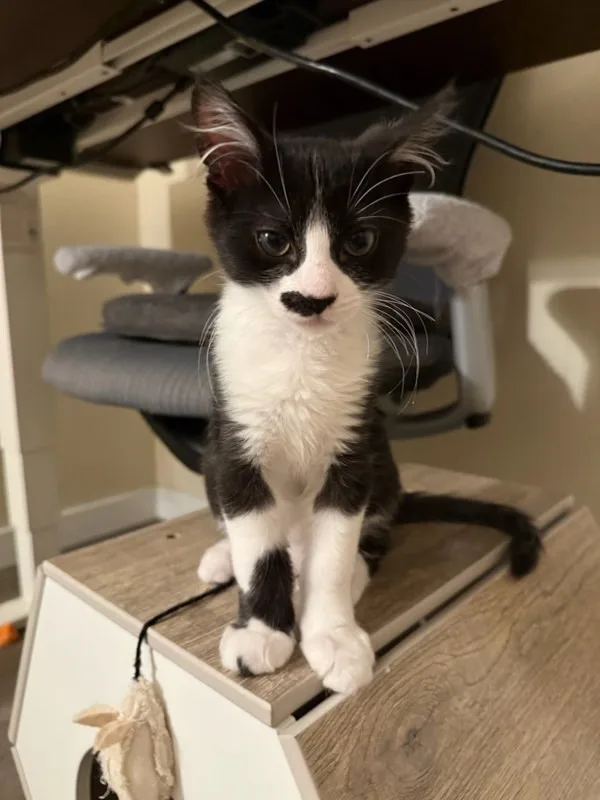 Finn