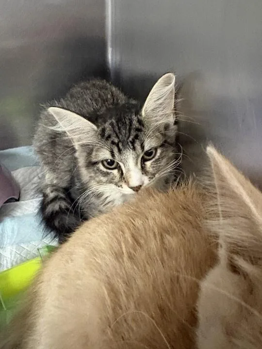 A young medium-sized female Tabby (Brown / Chocolate) Domestic Short Hair cat named Tiki for adoption in Cincinnati, OH