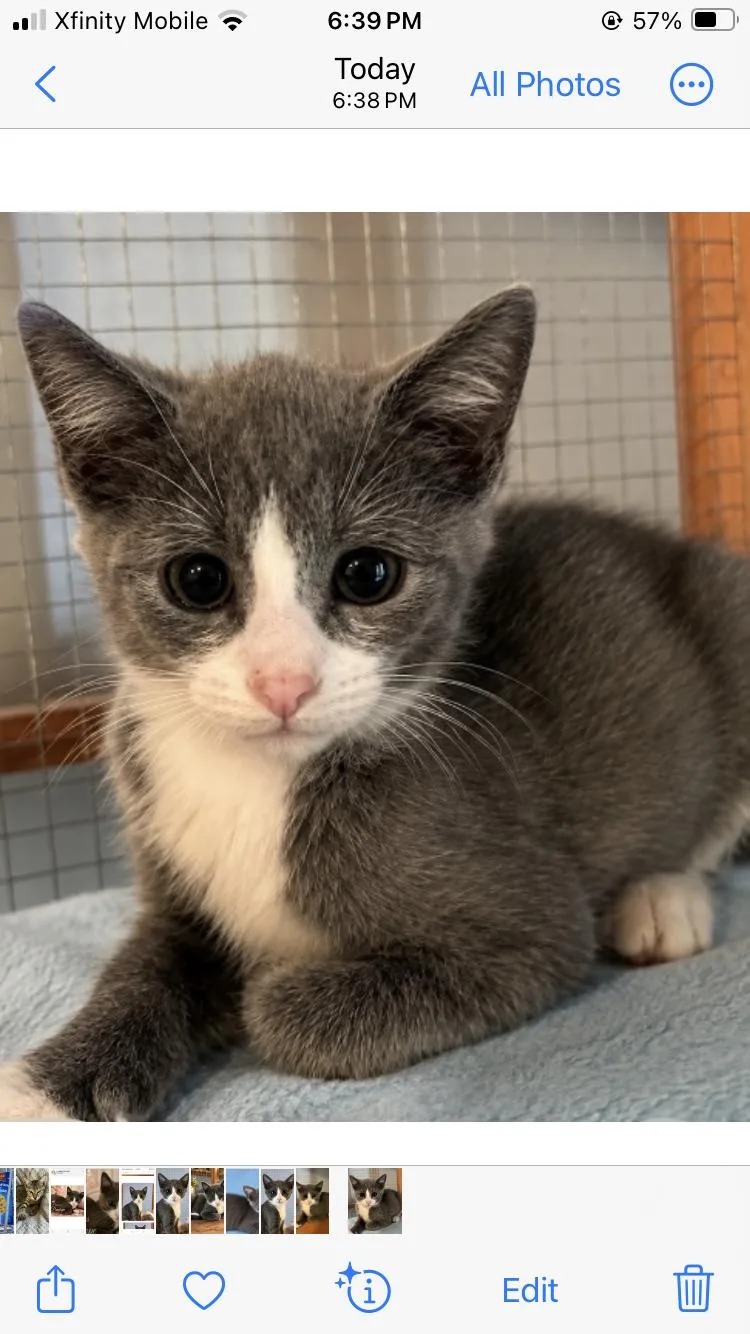 A baby medium-sized female Gray / Blue / Silver Domestic Short Hair cat named princess Penelope for adoption in Homestead, FL