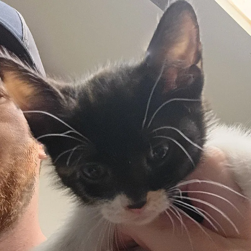 A baby medium-sized female Domestic Short Hair cat named Key for adoption in Dallas, TX