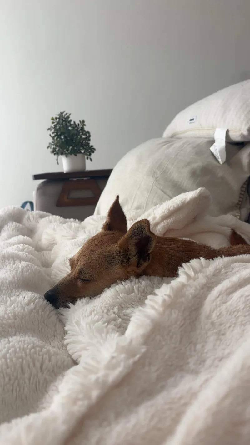 An adult small-sized female Chihuahua dog named Margarita for adoption in San Diego, CA