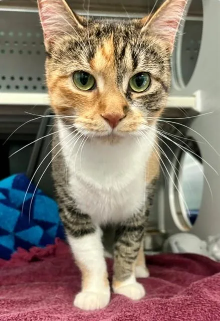 A young medium-sized female Domestic Short Hair cat named Smidge for adoption in Kalamazoo, MI