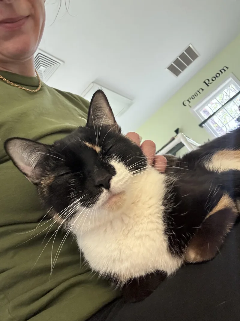 An adult medium-sized female Calico cat named Boots for adoption in Westbrook, CT