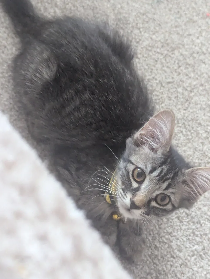Zelda