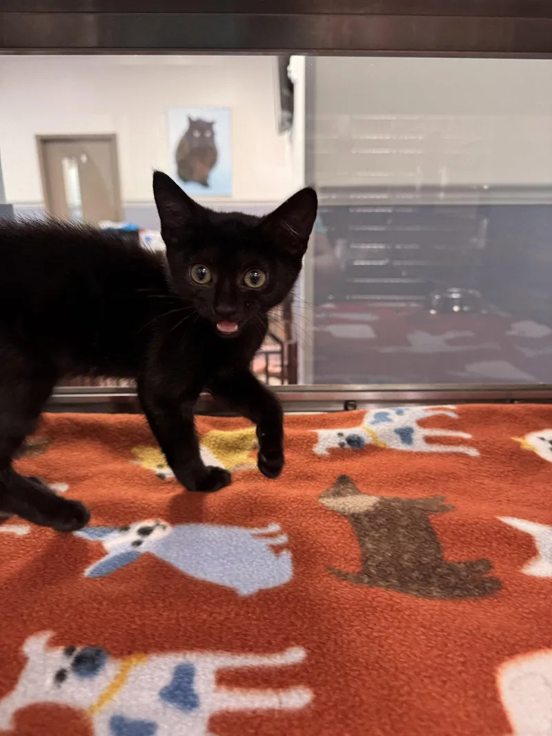 A young small-sized female Black Domestic Short Hair cat named Stormie for adoption in Hilton Head Island, SC