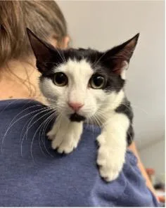 A baby small-sized female Domestic Short Hair cat named Wendy''s for adoption in Beacon, NY