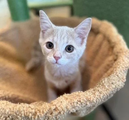 A young small-sized female Orange / Red Domestic Short Hair cat named Valhallarama for adoption in Midland, VA