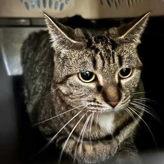 An adult large-sized female Brown / Chocolate Domestic Short Hair cat named Crunchwrap for adoption in Davenport, IA