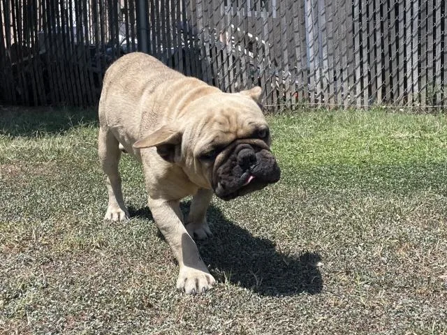A young small-sized male French Bulldog dog named Suede for adoption in Riverside, CA