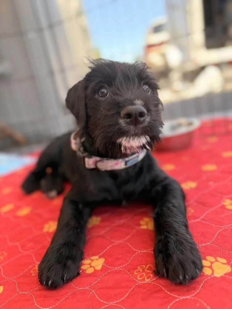 Gabby