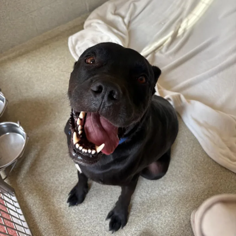 An adult large-sized male Black Rottweiler dog named Winston Salem "brick" for adoption in Columbus, NC