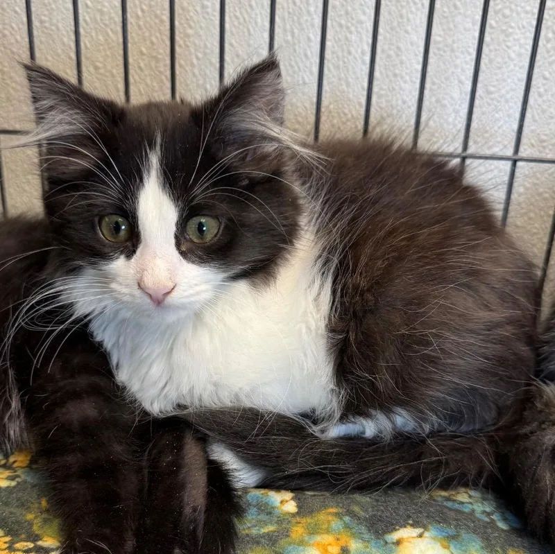 Sylvester